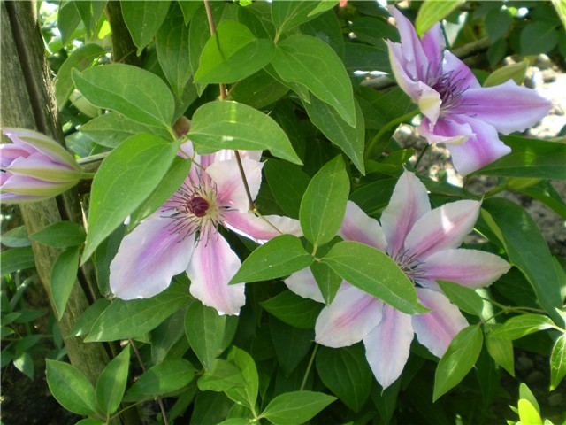 clematis